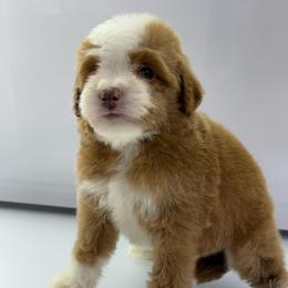 Beau - Yellow and white male Bernedoodle puppy in Temecula, California from Country Hills Doodles