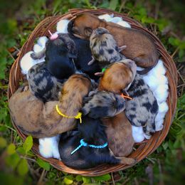 Companion Cross, Mal-Shi, Maltese, Maltipoo, Morkie, and Shih Tzu Puppies from Seeking Shalom Acres Maltese, Maltipoos & Havamalts