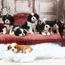 Cavalier King Charles Spaniel Puppies from Royalheart Cavalier King Charles