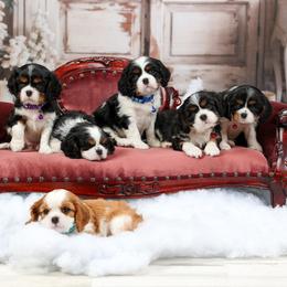 Cavalier King Charles Spaniel Puppies from Royalheart Cavalier King Charles