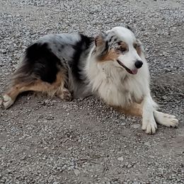 Charger - Australian Shepherd