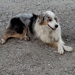 Charger - Australian Shepherd