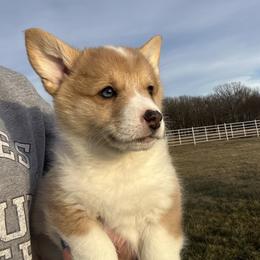 Jingle - White and red male Pembroke Welsh Corgi puppy in Rolla, Missouri from Chapman Corgis