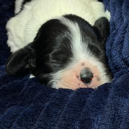 Black and white male 1 - Black and white male Cocker Spaniel puppy in Yuma, Arizona from Retrograde Kennels