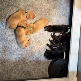 Girl 1 - female Labrador Retriever puppy in Britton, South Dakota from FR Labs