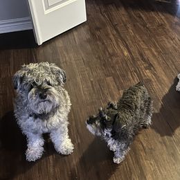 Miniature Schnauzer Puppies from Sugarbaby Kennel