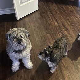 Miniature Schnauzer Puppies from Sugarbaby Kennel