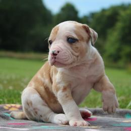 Girl 5 - female Alapaha Blue Blood Bulldog puppy in Grafton, Ohio from Eclipse Alapaha Kennels