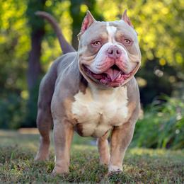 American Bullies from Simply Bullies of Texas
