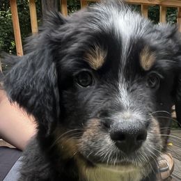 Winston - Black tri Miniature Australian Shepherd puppy in Ellijay, Georgia from Cartecay Mountain Aussies