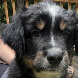 Winston - Black tri Miniature Australian Shepherd puppy in Ellijay, Georgia from Cartecay Mountain Aussies