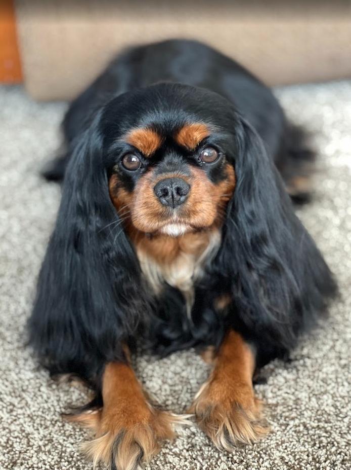 Bella