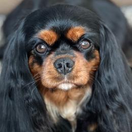 Bella - Cavalier King Charles Spaniel