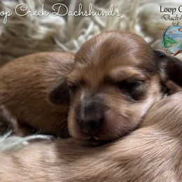 Topaz - Cream female Dachshund puppy in Fayetteville, West Virginia from Loop Creek Dachshunds