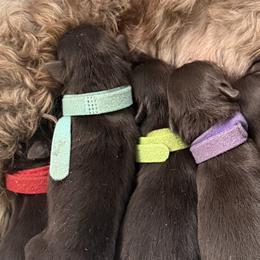 Miniature Schnauzers from Sterling Schnauzer's