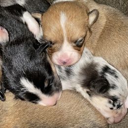 Pembroke Welsh Corgi puppies from Idaho Lane Doodles