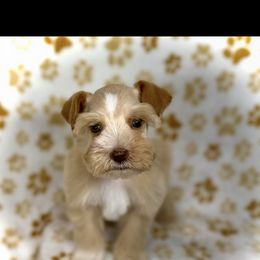 Girl 2 - Wheaten female Miniature Schnauzer puppy in Kaufman, Texas from KK’s Krazy Kennels