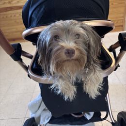 Ella - Yorkshire Terrier