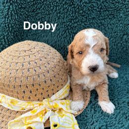 Dobby - Red  male Goldendoodle puppy in Conroe, Texas from Tails of Cypress