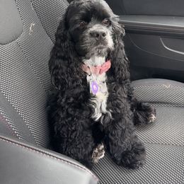 Harley - Cocker Spaniel