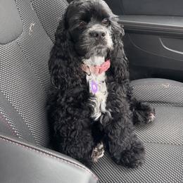 Harley - Cocker Spaniel