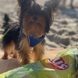 Pilu - Yorkshire Terrier
