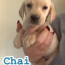 Chai - Yellow female Labrador Retriever puppy in Lucasville, Ohio from Backwoods Labradors