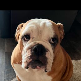 Rosie - Bulldog