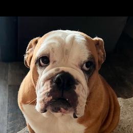 Rosie - Bulldog