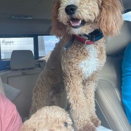 Nash - Goldendoodle