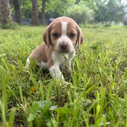 Pebbles - Tan and white female Beagle puppy in Judsonia, Arkansas from Mayberry Acres Beagles and Basset Hounds