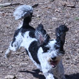 Pip - Bernedoodle