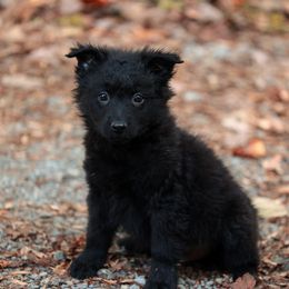 Grival - Black male Mudi puppy in Gatlinburg, Tennessee from Greenbrier