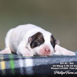 Girl 1 - Red speckled female Australian Cattle Dog puppy in Point, Texas from Lakylu Kennels
