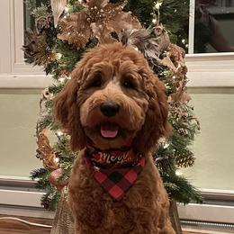 Ruby Jean  - Goldendoodle
