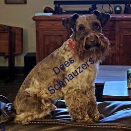 Tobi - Miniature Schnauzer
