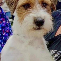 Messi - Russell Terrier