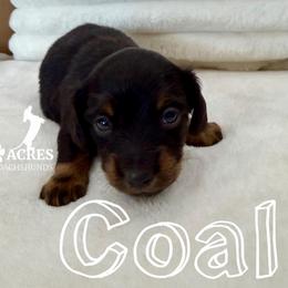 Coal - Black and tan male Dachshund puppy in Kemp, Texas from Koli Acres