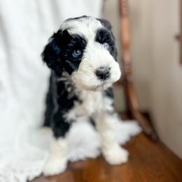 True Love - female Australian Mountain Doodle puppy in Iowa from Burkhart Family Puppies