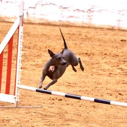 American Hairless Terriers from Strider’s American Hairless Terriers