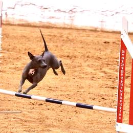 American Hairless Terriers from Strider’s American Hairless Terriers