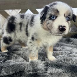 Boy 3: Rio - Blue merle male Australian Shepherd puppy in Volant, Pennsylvania from Addie's Aussies