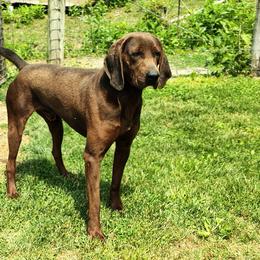 Rambo - Redbone Coonhound