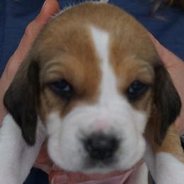 Male 6 - Grey - Black white and tan male Harrier puppy in Waxhaw, North Carolina from Darkfire Harriers