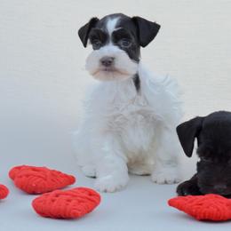 Miniature Schnauzers from PNQ Breeding