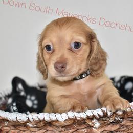 Cream - Cream male Dachshund puppy in Seminary, Mississippi from Down South Mavericks Dachshunds