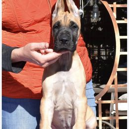 Great Dane Puppies from Paxton Great Danes