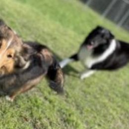 Shetland Sheepdogs from Shrock’s Shelties