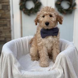 Stoick - Apricot male Goldendoodle puppy in Layton, Utah from Gracious Doodle Dogs