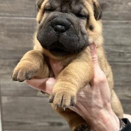 Chinese Shar-Pei Puppies from Blackwitch Farms